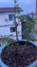 紫薇花盆栽植物樹(shù)室內陽(yáng)臺庭院觀(guān)花四季好養百日紅耐熱老樁樹(shù)苗 紫薇花無(wú)盆 曬單實(shí)拍圖