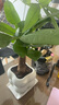 佰花錦辦公桌面綠植盆栽發(fā)財樹(shù)室內客廳奶油風(fēng)網(wǎng)紅盆景精致美觀(guān)四季好養 單桿發(fā)財樹(shù)+PVC白泡泡盆 整體高度約15-25cm 曬單實(shí)拍圖