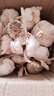 京東紫白皮新鮮濕蒜大蒜現(xiàn)挖蔬菜調(diào)料燒烤食材火鍋食材 新鮮濕蒜5斤裝 2500g 果徑【4-5cm] 曬單實拍圖