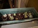 多肉植物組合盆栽陽(yáng)臺桌面喜陽(yáng)植物帶盆土果凍顏色 20顆隨機不重復【加盆土】 曬單實(shí)拍圖