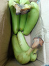 高山精品甜蕉現(xiàn)摘新鮮水果香蕉孕婦寶寶輔食搭配丫丫生鮮特產(chǎn) 2斤帶箱裝【青蕉發(fā)貨】 曬單實(shí)拍圖