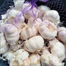 特級特大新干蒜河南大蒜 蒜蓉小龍蝦2025年新蒜 剪須剪莖精修蒜（60mm - 70mm特級） 1斤【當季干蒜 小份嘗鮮】 曬單實拍圖