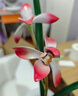 南初先生君子蘭花銅擺件工藝品高端大氣客廳玄關(guān)辦公室擺件開業(yè)喬遷禮物 曬單實拍圖