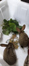 散養新西蘭白兔肉兔苗比利時(shí)肉兔小兔苗種兔苗種公兔種母兔可繁殖公母可選可食用健康包活包郵 比利時(shí)灰兔苗 公母一對（2只） 曬單實(shí)拍圖