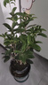 愛(ài)優(yōu)尚桂花樹(shù)苗四季桂盆栽可食用開(kāi)花香室內外陽(yáng)臺客廳羅馬盆源頭直發(fā) 曬單實(shí)拍圖