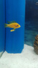 三湖慈鯛魚(yú)黑線(xiàn)王子活體中小型耐養易活熱帶觀(guān)賞魚(yú)淡水魚(yú) 4.5-5.5cm金鉆2條 曬單實(shí)拍圖