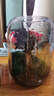 生命之樹(shù)苔蘚微景觀(guān)桌面生態(tài)瓶免打理辦公室盆栽真植物耐養禮物 小葉赤楠（成品種好）灰色花盆 曬單實(shí)拍圖