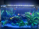 西游水族魚缸水族箱客廳小型迷你桌面免換水生態(tài)造景小金魚缸熱彎超白玻璃 長50*寬26*高30-水秀青山款造景全套 曬單實(shí)拍圖