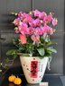 綠韻花田【兩小時(shí)達】蝴蝶蘭盆栽帶花苞花劍花盆真花蘭花送長(cháng)輩中秋節禮物 8株紫色（瓷盆隨機） 曬單實(shí)拍圖