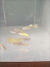 百綸木千黃金孔雀魚觀賞魚鳳尾魚好養(yǎng)耐活淡水魚缸小型魚熱帶魚 鎏金凰鱗【滿鱗黃金】2.5-4cm3只 曬單實(shí)拍圖