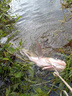 谷道香戰(zhàn)江河釣魚餌料鄧剛推薦野釣專用全能餌料釣鯉魚鯽魚鰱鳙通殺餌料 3包【釣魚絕戶餌料】 曬單實(shí)拍圖