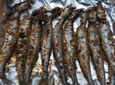 山姆 凍淺干帶籽多春魚 900g 900g 曬單實(shí)拍圖