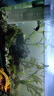 森森（SUNSUN）魚缸過濾器凈水循環(huán)三合一內(nèi)置小型水族箱過濾系統(tǒng)XQP-1500F 23W 曬單實拍圖