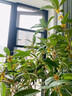桂花樹(shù)苗盆栽室內四季桂花卉植物金桂丹桂庭院大樹(shù)濃香型綠植開(kāi)花 【四季桂】粗1.5cm 高1-1.2米土球發(fā)貨 曬單實(shí)拍圖