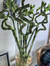 花翁水培植物水養綠植盆栽轉運竹50cm高10支（不含瓶）源頭直發(fā) 曬單實(shí)拍圖