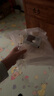 珍百年 鮮凍法式鵝肝切片250g原切中秋法餐日料壽司刺身半成品食材生鮮 曬單實(shí)拍圖