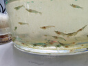 春瑞黑殼蝦水族箱水草缸清潔除藻工具淡水觀賞蝦大和藻蝦寵物活體飼料 黑殼100+50抵損耗 曬單實(shí)拍圖