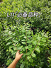 畢亞茲 Type-C轉HDMI轉換線(xiàn)器 蘋(píng)果16/17promax電腦華為P60手機連電視USB-C轉HDMI4K轉接頭線(xiàn)1.5米投屏線(xiàn) 曬單實(shí)拍圖