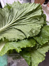 良知農(nóng)哥【順豐】東北新鮮白菜葉飯包大白菜葉子打包 新鮮蔬菜 10片菜葉+醬 空運 曬單實拍圖