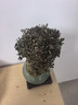 花翁老樁植物室內(nèi)盆栽花卉 小葉赤楠盆景+綠冰裂釉陶盆+底座源頭直發(fā) 曬單實拍圖