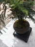 貴秘書【精品】文竹盆栽植物室內(nèi)凈化空氣辦公室綠植花卉盆栽盆景小盆栽 老樁翠綠文竹+紫沙舍得盆+青苔+方底座 曬單實拍圖