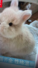 仟蕓兔子活物侏儒兔鳳眼小型茶杯兔長(cháng)不大不咬人宿舍貓貓荷蘭垂耳活體 黃色垂耳兔 曬單實(shí)拍圖