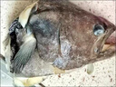 亞又婧碟魚(yú)頭冷凍鰈魚(yú)頭超大鴉片魚(yú)頭深海新鮮比目魚(yú)雅片魚(yú)頭蝶魚(yú)頭海鮮 4只（350-400g/只） 1.5kg 曬單實(shí)拍圖