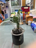 特價(jià)大葉金鉆綠公主盆栽植物除甲醛綠植辦公室四季常青室內(nèi)擺放2 【1盆】金鉆+灰繁星吸水盆 含盆高度15-20厘米 曬單實(shí)拍圖