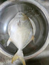 環(huán)球水產(chǎn) 南海金鯧魚凈重2斤/2條 生鮮魚類 深海魚 海鮮 中秋家庭聚餐 曬單實(shí)拍圖