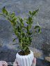 八芽小葉梔子花盆栽開花植物室內(nèi)桌面茶幾好養(yǎng)花卉綠植辦公室凈化空氣 小葉梔子花-陶瓷豎紋盆 帶盆栽好 曬單實(shí)拍圖