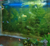 水草液肥尼水草鐵肥特營(yíng)養液利基肥鉀肥魚(yú)缸微量元素綜合草缸液肥 水草液肥微量元素水族草缸造景用 曬單實(shí)拍圖