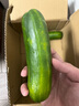 山東壽光水果黃瓜生吃脆新鮮荷蘭青瓜當季無(wú)刺小黃瓜源頭直發(fā) 精品水果黃瓜凈重 4.5斤 曬單實(shí)拍圖