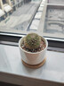仙人掌盆栽仙人球萬(wàn)重山多肉花卉綠植物好養易活辦公室內桌面擺件 玉翁+【白瓷盆+竹托盤(pán)】 含盆 曬單實(shí)拍圖