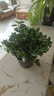 四季常青金魚花吊蘭盆栽室內(nèi)綠植花卉多肉植物發(fā)財(cái)樹好養(yǎng)易活客廳 金魚吊蘭【整盆20-30顆】原盆土 曬單實(shí)拍圖