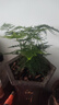 佰花錦文竹桌面盆栽新中式綠植辦公室客廳盆景茶臺(tái)臥室好養(yǎng)綠植花卉植物 【送方底座】文竹+pvc舍得盆+黑沙石鋪面 20-30cm 曬單實(shí)拍圖