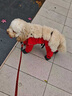 MIKI PAD狗狗衣服小型犬寵物狗鞋狗狗腳套外出防臟褲四腳衣雪納瑞貓咪衣服 復(fù)古紅 S背長(zhǎng)30cm【建議6-10斤】 曬單實(shí)拍圖