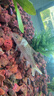 瘋狂水草（FKSC）紅色火山石魚缸專用養(yǎng)烏龜火山巖顆粒魚缸造景底砂沙石可配溪流石 曬單實拍圖