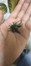 樂(lè )品樂(lè )茶碧螺春綠茶2025新茶明前特級春茶毛尖茶葉自己喝250g中秋禮品送人 曬單實(shí)拍圖