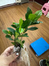 小盆梔子花盆栽四季開花不帶花苞室內(nèi)綠蘿水培花卉綠植物好養(yǎng)易活 低配款：15-20cm【2株】當年少量開花 濃香型梔子花【帶花苞】10天開花 曬單實拍圖