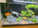 錦鯉魚活體觀賞魚活魚小型易養(yǎng)冷水淡水魚小魚苗錦鯉金魚好看錦鯉 6-8cm 六色錦鯉套餐6條 曬單實拍圖