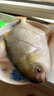 【JD&順豐】鯧魚(yú) 金鯧魚(yú) 新特大號金鯧魚(yú)新鮮海捕平魚(yú)金昌魚(yú) 凈重無(wú)冰 10條【送禮】 800-900g/條 家庭裝 曬單實(shí)拍圖