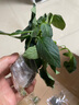 芭芽各種辣椒苗秧苗四季小米五彩七彩椒種籽春季蔬菜苗盆栽陽(yáng)臺種菜 螺絲椒苗【優(yōu)質(zhì)品種】 精品大苗6棵送肥 曬單實(shí)拍圖