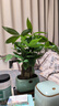 花翁招財中式盆景綠植盆栽 A級大盆三桿發(fā)財樹(shù)（綠色典雅）源頭直發(fā) 曬單實(shí)拍圖
