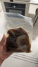 大龍燚 火鍋四寶凈重2斤固形物≥70%組合毛肚黑白千層鴨腸食材生鮮配菜 曬單實(shí)拍圖