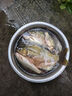 龍王恨魚(yú)餌藍(lán)鯽青春版腥香餌料江河湖庫(kù)野釣鯽魚(yú)鯉魚(yú)草魚(yú)鳊魚(yú)餌料魚(yú)食 藍(lán)鯽·青春版-腥香(300g/包)*3 曬單實(shí)拍圖
