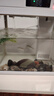 半紫半紅魚(yú)食錦鯉金魚(yú)小型魚(yú)專(zhuān)用飼料上浮型顆粒魚(yú)食料觀(guān)賞魚(yú)草金通用魚(yú)糧 三色混合小顆粒500ml/1-1.5mm 曬單實(shí)拍圖