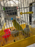 喜帥 鳥籠HA104 鸚鵡籠子虎皮牡丹別墅籠玄鳳文鳥大空間觀賞鳥籠子 曬單實拍圖
