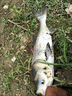 金龍魚(yú)餌鰱連發(fā)600克鰱鳙餌料浮釣大頭魚(yú)花鰱手竿專(zhuān)用白鰱餌料 鰱連發(fā)600g*2包 曬單實(shí)拍圖