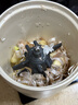 BRUNO絞肉機(jī)佐料機(jī)家用小型絞餡機(jī)切碎肉菜多功能攪拌磨輔食料理機(jī)粉打蒜【升級(jí)陶瓷】象牙白政府補(bǔ)貼 曬單實(shí)拍圖