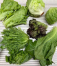 綠食者 新鮮蔬菜沙拉組合4斤 西餐色拉沙拉生菜輕食健身食材配菜 4斤【無(wú)沙拉醬】 曬單實(shí)拍圖